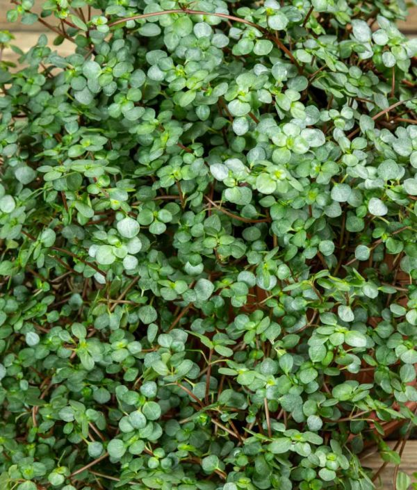 Piilea amppelissa