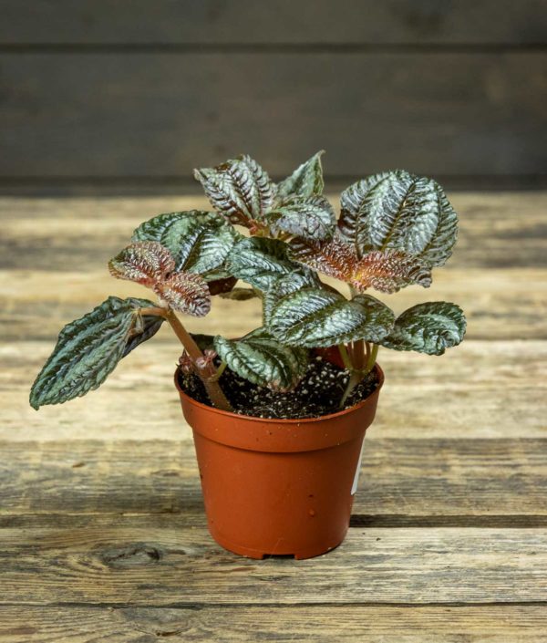 Piilea Norfolk ruukussa