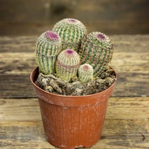 Piirikaktus Rigidissimus