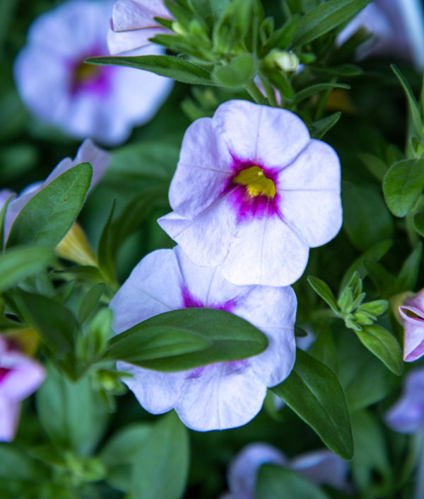 Pikkupetunia -Amppeli - Image 2