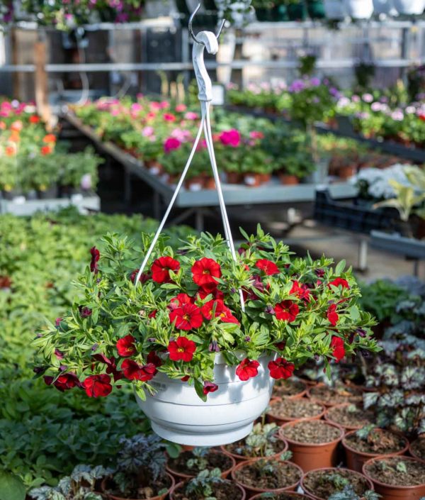 Pikkupetunia