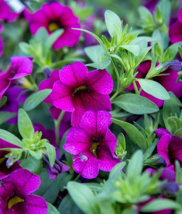 Pikkupetunia -Amppeli - Image 3