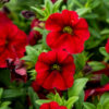 tummanpunainen pikku petunia