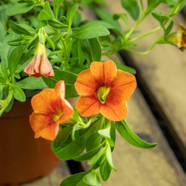 Pikkupetunia Hot Orange