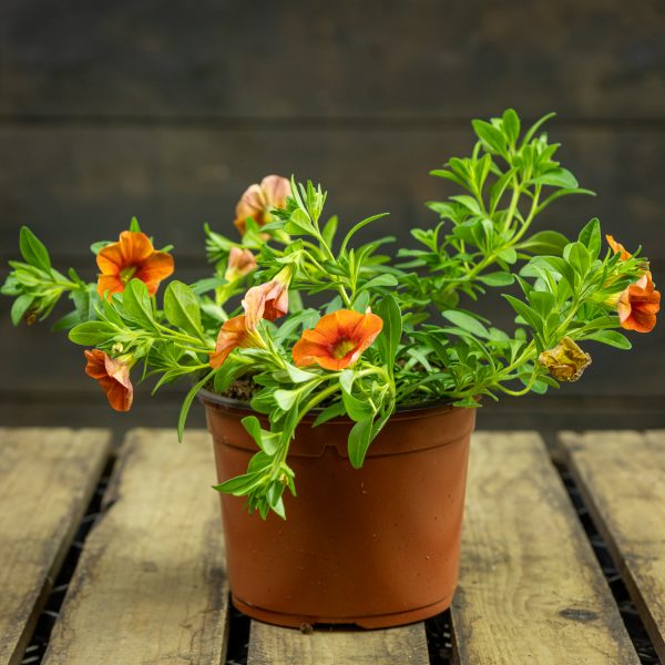 Pikkupetunia Hot Orange R12 ruukussa