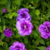 Pikkupetunia amppeli