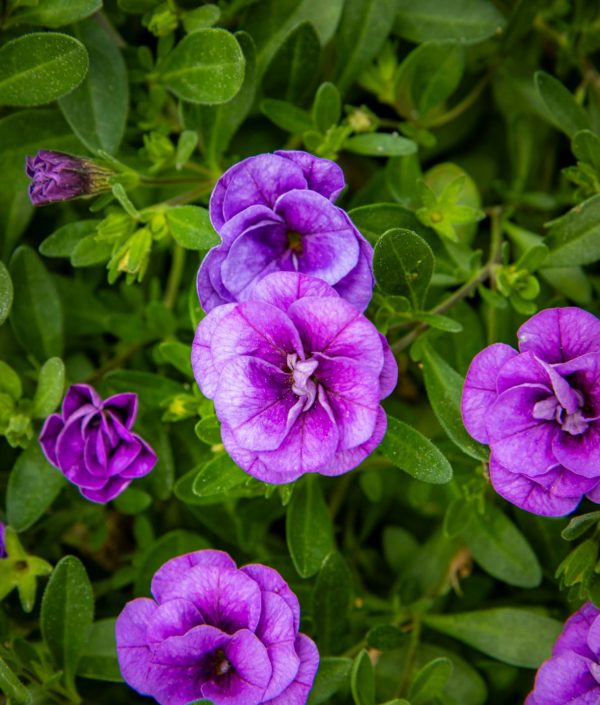 Pikkupetunia amppeli