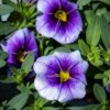 pikkupetunia sininen