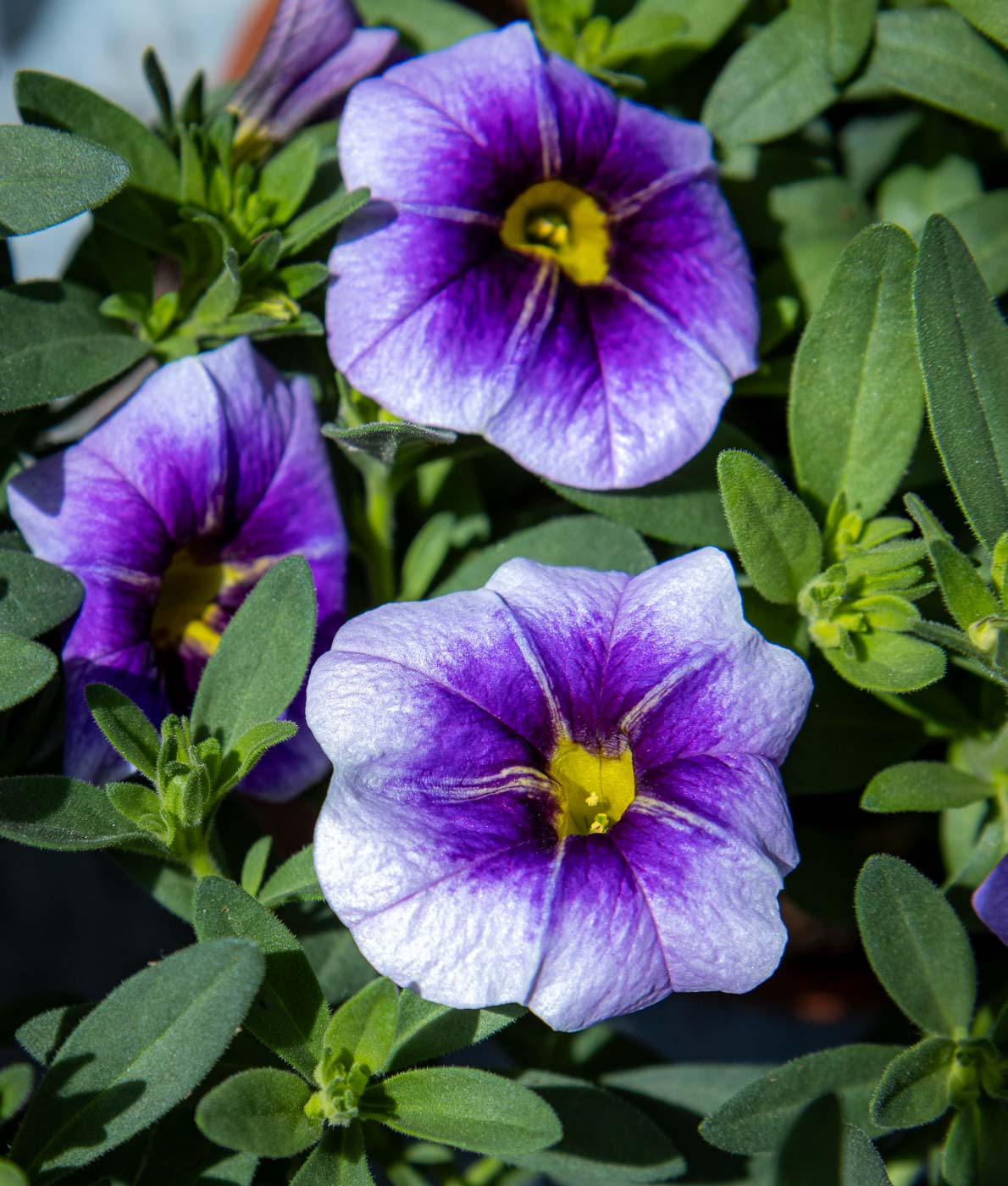 pikkupetunia sininen