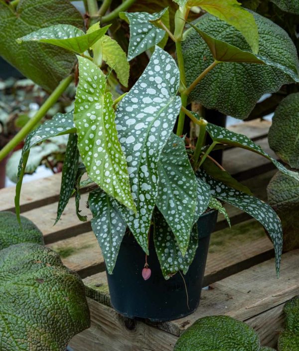 Pilkkubegonia , lehdet
