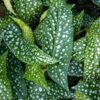Pilkkubegonia lehdet
