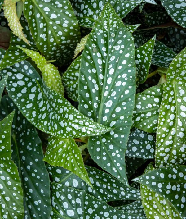 Pilkkubegonia lehdet