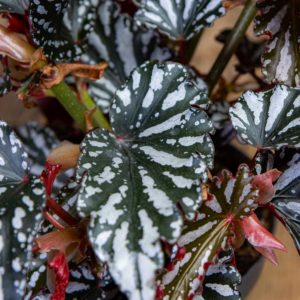 begonia