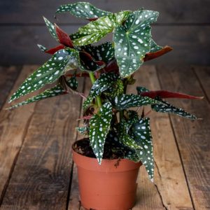 Pilkkubegonia