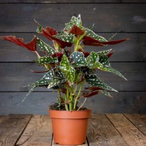 pilkkulehtinen begonia