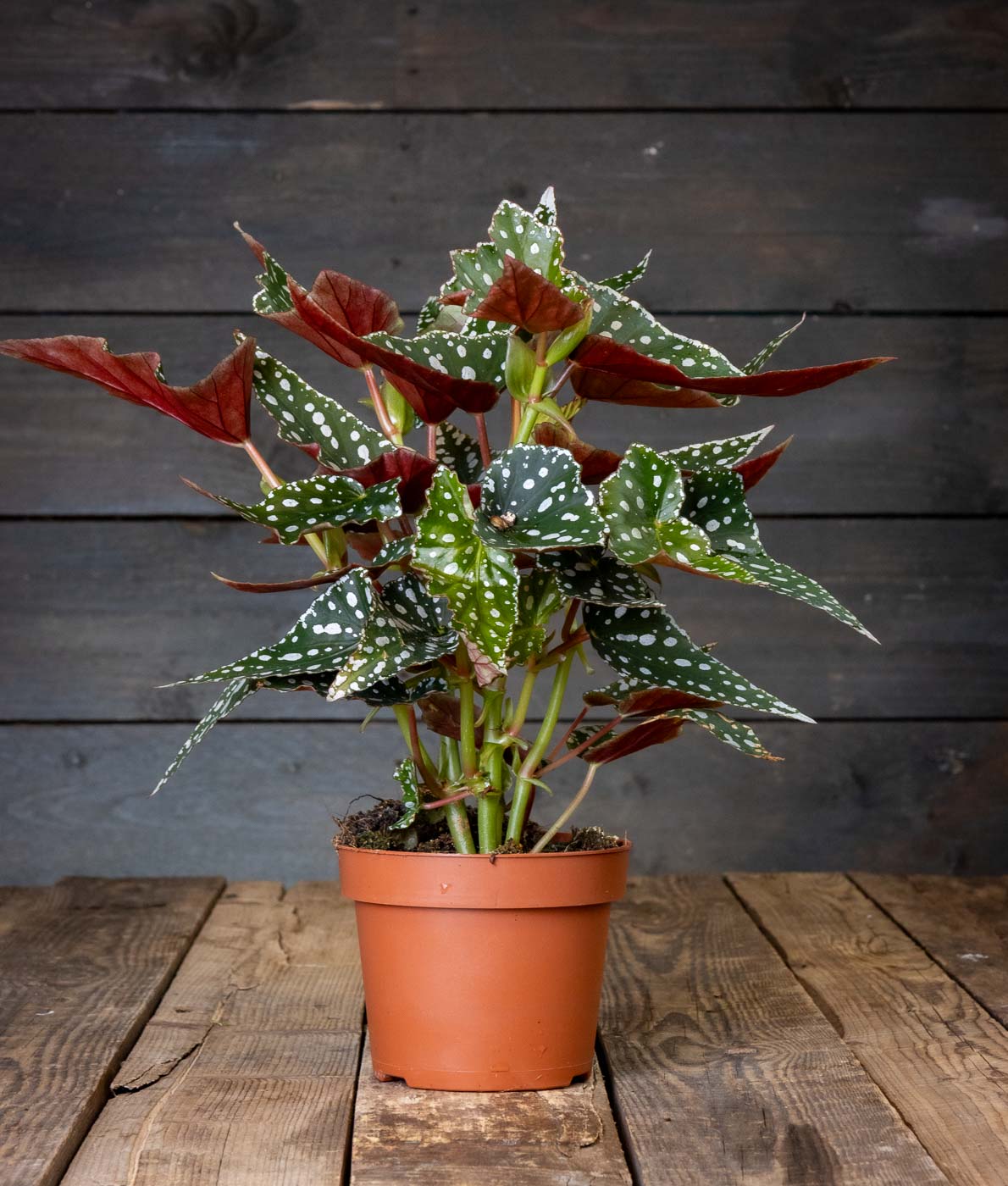 pilkkulehtinen begonia