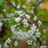 Prunus pensylvanica