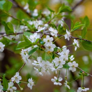Prunus pensylvanica