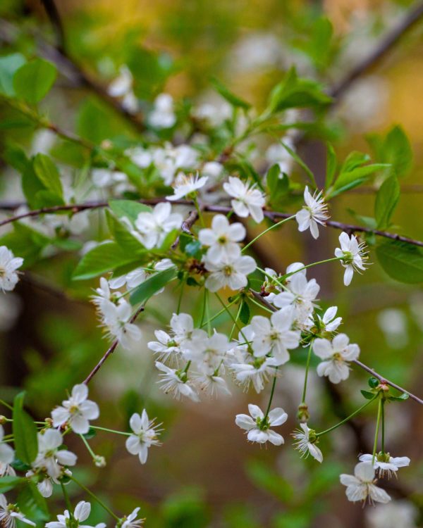 Prunus pensylvanica