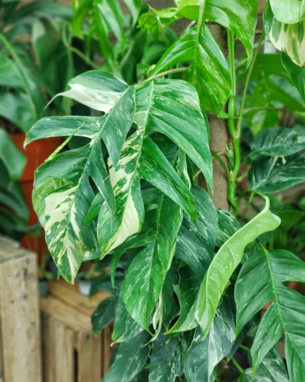 Kultaköynnös Pinnatum Variegata
