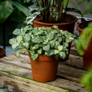 Alternative view of Pitsilehti Mosaic White Tiger