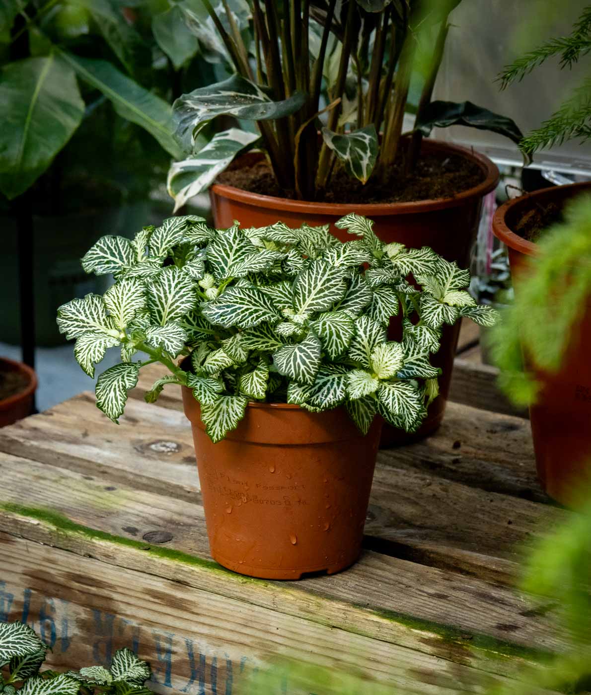 Pitsilehti Mosaic White Tiger - Image 2