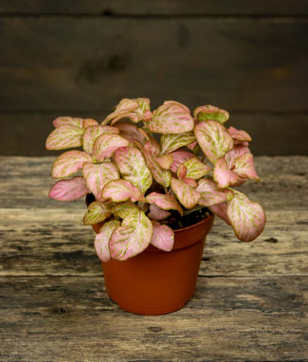 Pitsilehti Pink Special