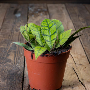 Posliinikukka hoya