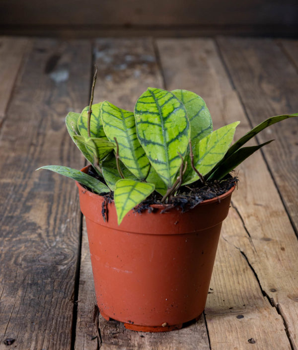 Posliinikukka hoya