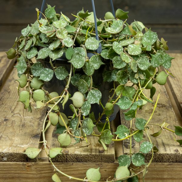 Posliinikukka Curtisii amppelissa - Image 3