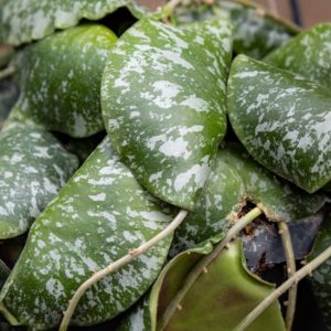 hoya Imbricata