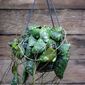 hoya Imbricata