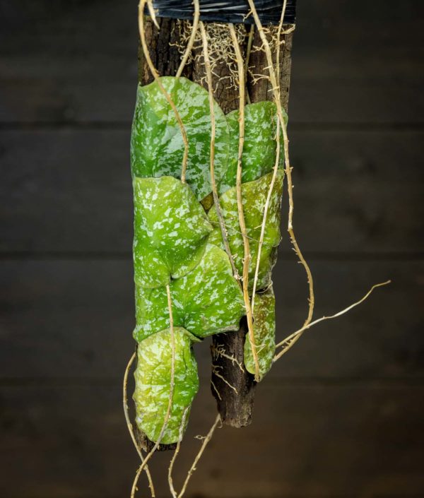 Posliinikukka Imbricata - Image 2