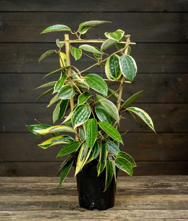 Posliinikukka Macrophylla