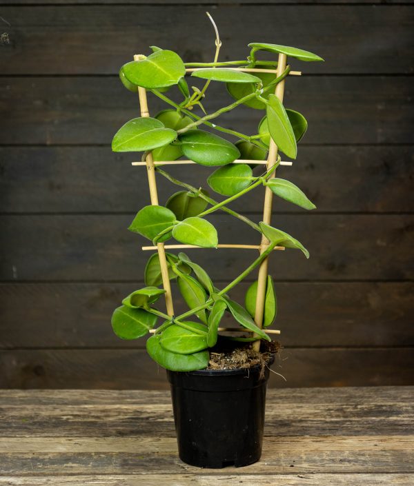 Posliinikukka Stargazer