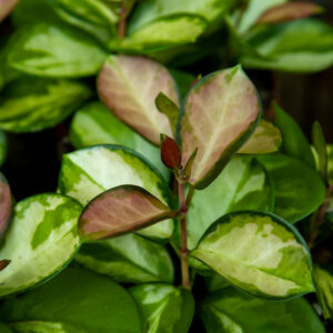 Australianposliinikukka hoya