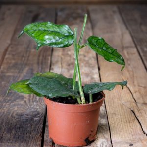 hoya