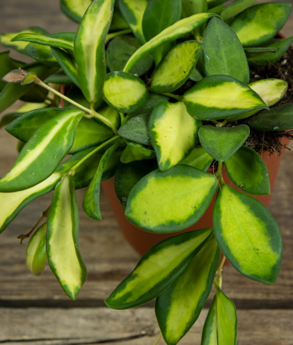 Posliinikukka Burtoniae Variegata / DS-70 Variegata - Image 2