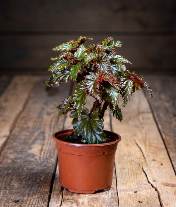 Pronssibegonia