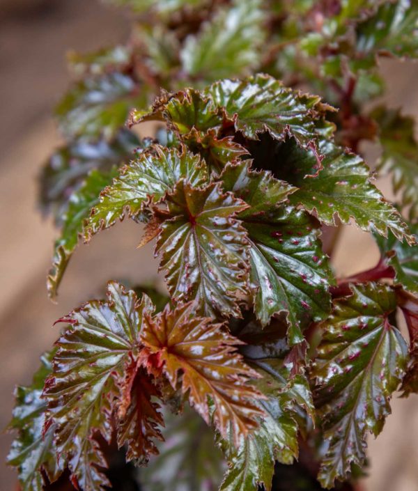 Pronssibegonia - Image 2
