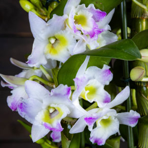 Puikkokämmekkän kukat