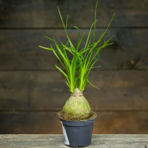 pieni pullojukka