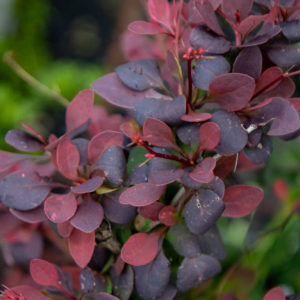 Purppurahappomarja Pink Queen pensas