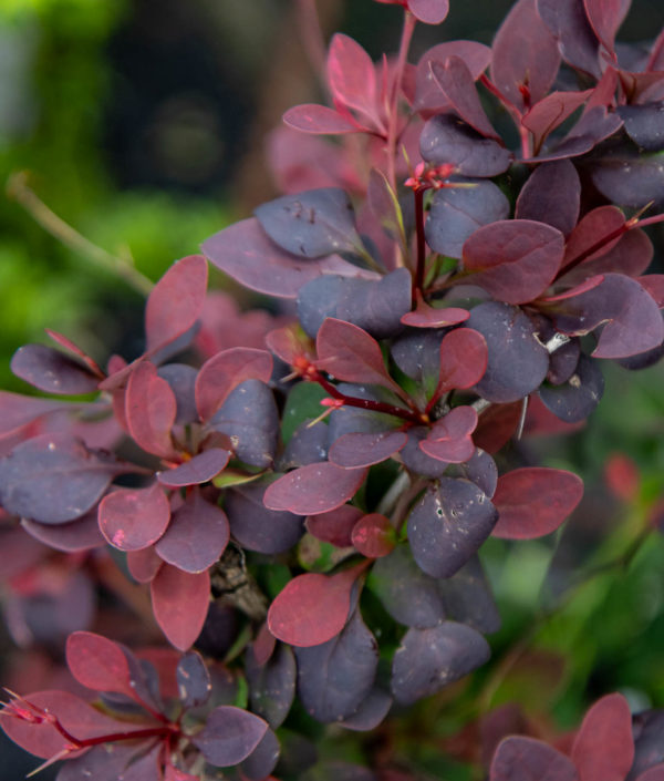 Purppurahappomarja Pink Queen pensas