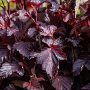 Purppuraheisiangervo Diable D'or Mindia