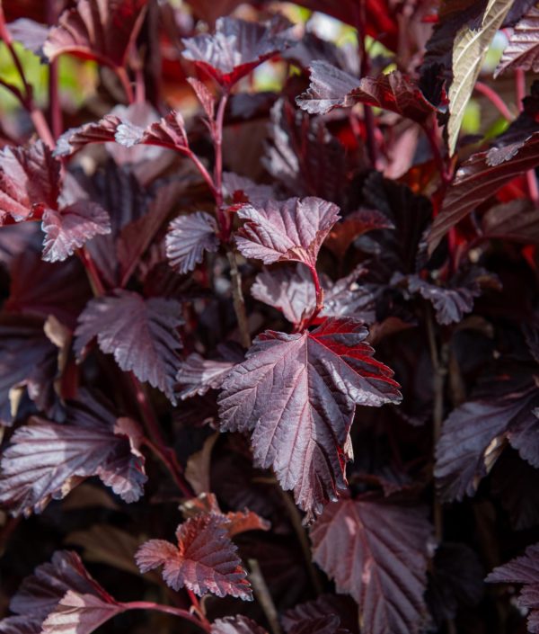 Purppuraheisiangervo Diable D'or Mindia