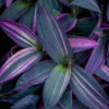 Purppurajuoru Pink Stripe (Tradescantia pallida) harmaassa ruukussa näyttävine purppuran- ja vaaleanpunaisenkirjavine lehtineen.