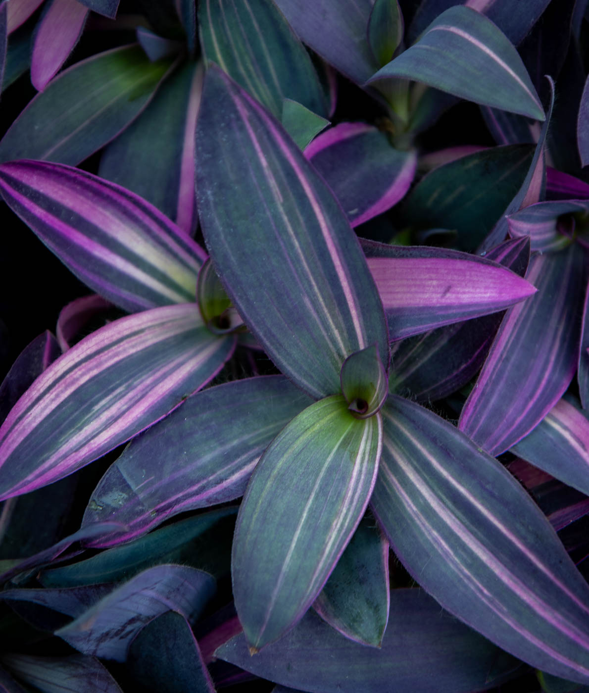Purppurajuoru Pink Stripe (Tradescantia pallida) harmaassa ruukussa näyttävine purppuran- ja vaaleanpunaisenkirjavine lehtineen.