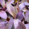 Purppurajuoru