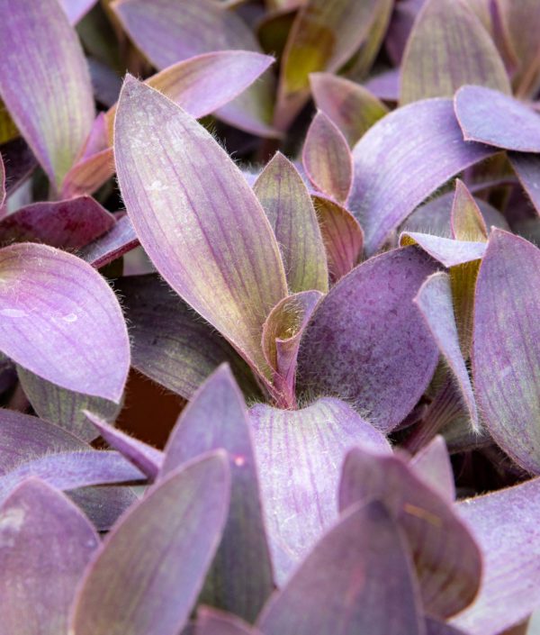 Purppurajuoru